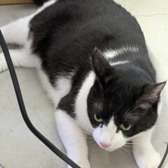 レオ店長のリール動画はじめました。